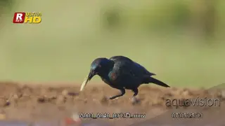 Cape glossy starling standing, forcibly removing the insect stings looking around and.