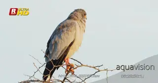 Pale chanting goshawk scouting while perched on a tree branch.