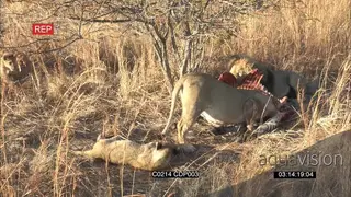 Lion pride with cubs, Male Lion feeding on Zebra carcass Cubs playing on the side