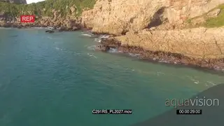 AERIAL along coastlinel Great white shark swimming past