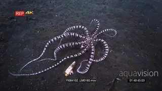 Close up tracking shot of a mimic octopus, octopus sp19, Thaumoctopus mimicus moving…