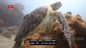 Hawksbill sea turtle on reef