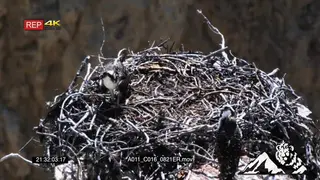 Juvenile Ospreys standing in a nest moving and one eating HA 2S MLS