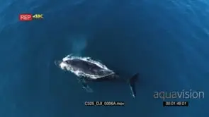 DRONE AERIAL Humpback Whales