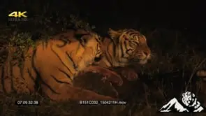 [2] Tigers feeding on carcass LOW LIGHT NIGHT