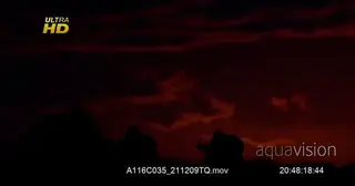 WS- Red Silhouette of a herd of Black Wildebeest grazing on grass.