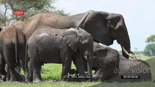 A herd of African elephants standing and mud bathing MWS
