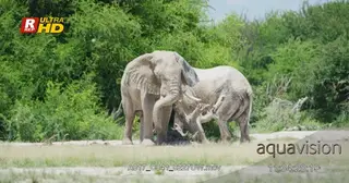 Adult and a young African Elephant covered in clay, standing.