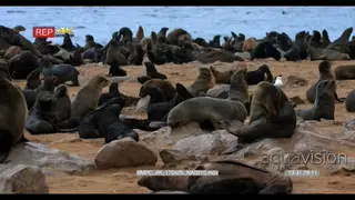 Cape fur seal colony on the beach