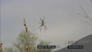 XLS to CU of golden silk orb spider on the web moving slightly