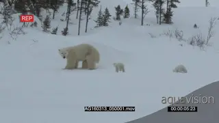 Polar bear mother followed by cubs patrolling investigating area