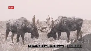 Moose herd walking and others fighting on prairie during snowfall XLS ZI LS