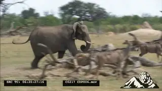 African Elephants [2] Running on the Savannah Chasing a herd of young Wildebeests