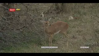 Steenbok standing Chewing on bushveld looking around