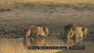 Cecil Lion and lioness drink water, lioness walks off, lion limps, follows her