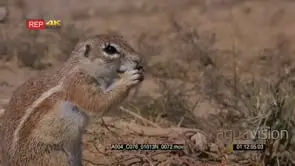 close up shot of a cape ground squirrel, xerus inauris eating out of its two hands with.