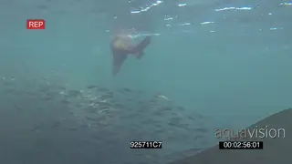 Cape Fur seals circling hunting feeding off Sardine baitball underwater HANDHELD