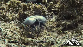 Dung Beetles fighting for balls