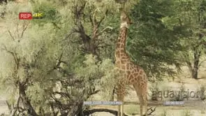 Giraffe eating from a tall tree