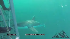 Great White Shark cage Diving AW