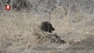 Bloody Spotted Hyena back view, laying down, looking around, bleeding and in pain.