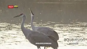 sandhills landing in water and drinking in the evening