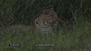 Leopard Laying Down in Thick Reeds Stalking and Hunting GOOD LIGHT