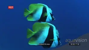 Masked Bannerfish swimming and turning underwater in ocean with school Estuary Perches in.