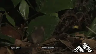 Goliath Bird-eating Spider hunting a Pygmy Sand Mouse walking around the forest