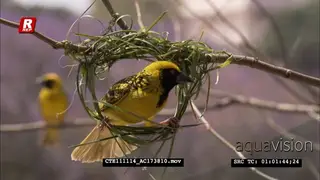 Spotted-backed Weaver male building nest CU