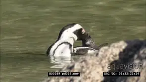 African Penguins at Boulders Beach