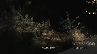 Cape Porcupine foraging scouting around going into burrow at NIGHT