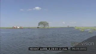 Humpback Whale swimming upwards underwater in ocean MLS TU HAND