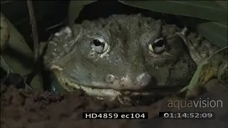 Bullfrog catching insect LOW LIGHT MCU