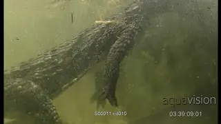 Adult Nile Crocodile hunting aggressively and catching a fish underwater.