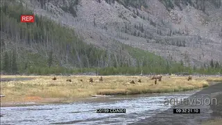 A herd of Elk deers standing and grazing GENERAL BEHAVIOUR