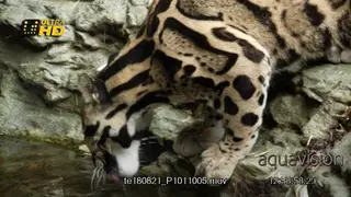 Clouded Leopard crouching, looking around and drinking from a pond.