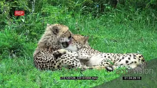 Cheetahs laying on bushveld showing affection 2S MWS