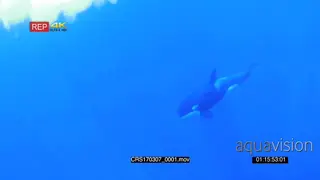 Killer Orca whale swimming around and spy hopping around a boat UW