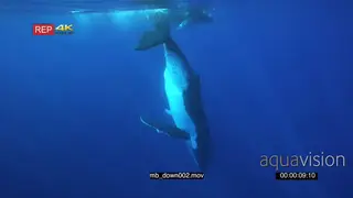 Humpback whale mother with young calf swimming down into deep blue UW SOCIAL INTERACTION