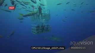 Divers in a cage looking at a Great White Shark swimming around underwater in ocean LS.