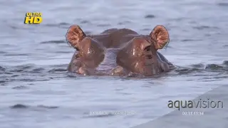 Hippo submerged, eyes, ears, nostrils above water and breathing.