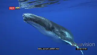Humpback whale swimming up and leaving the mother down deep in the ocean GENERAL.