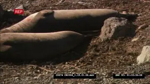 Elephant seal females laying on beach, small birds feeding all around them FF; MS: ZI
