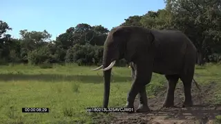 African Elephant Bull Standing on the Grass after drinking water MWS