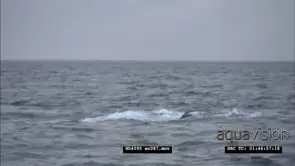 Great White Shark hunt seal