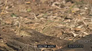 Mozambique Spitting Cobra crawling around on bushveld MLS PAN
