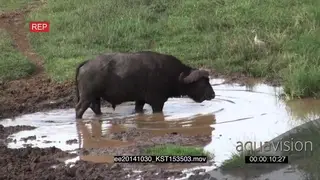 Injured Cape Buffalo male with broken horn dripping blood walking into mud pool after.