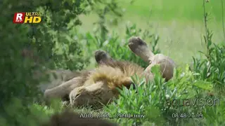 African Male Lion laying on its back, sleeping and resting.