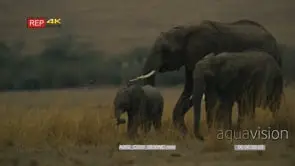 Elephants with young calf and baby elephant walking past camera